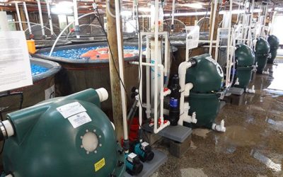 KEBIJAKAN PENGELOLAAN SUMBER DAYA PERIKANAN LAUT  UNTUK MENUNJANG KETAHANAN PANGAN DI INDONESIA MELALUI PENGGUNAAN TEKNOLOGI KREATIF 